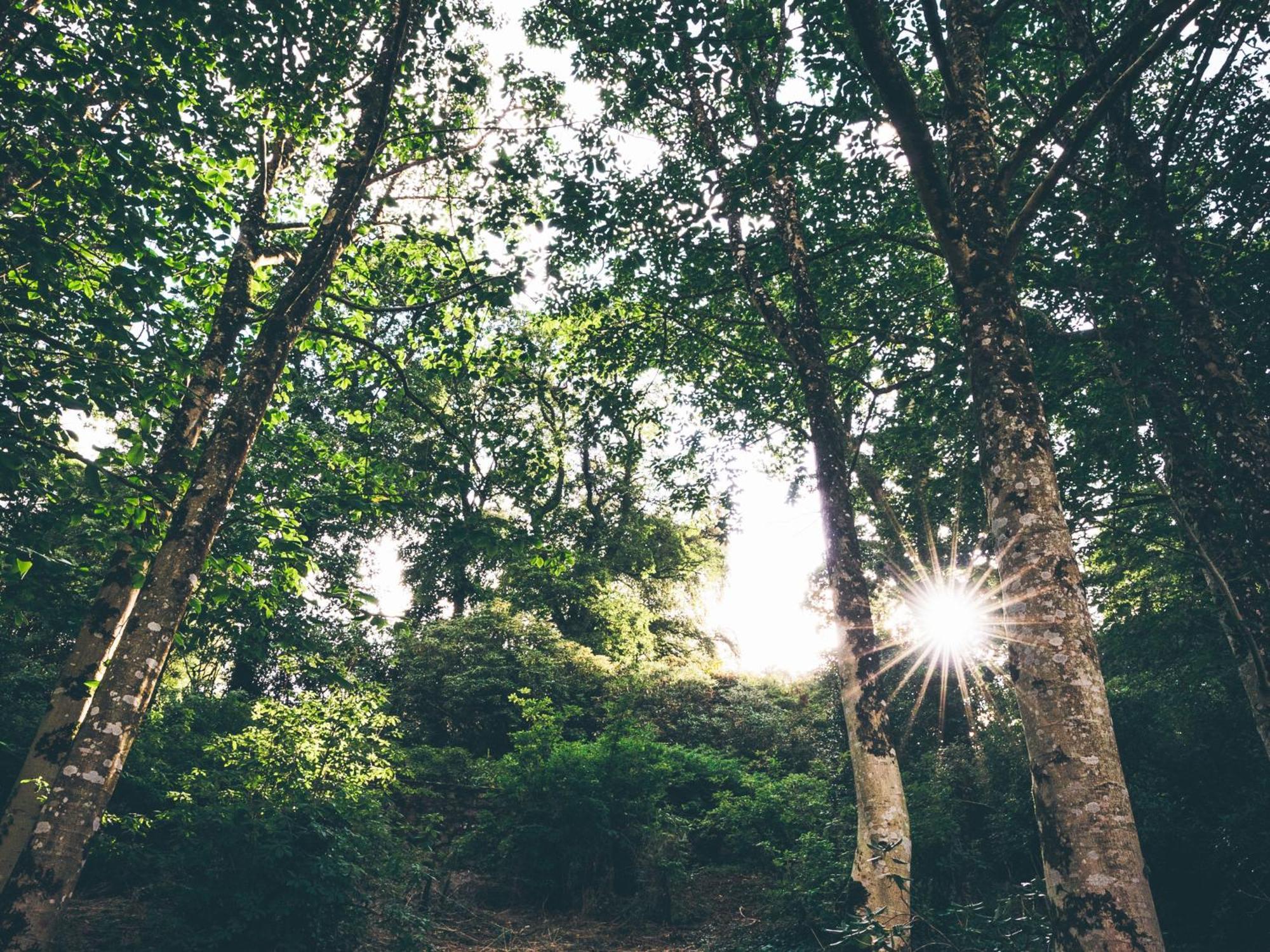 The Forest At Mount Congreve Gardens Kilmeaden Exterior photo